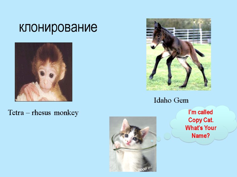 клонирование I’m called Copy Cat. What’s Your Name? Tetra – rhesus monkey Idaho Gem